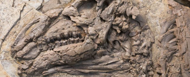 Close-up view off the skull of Haolong dongi.