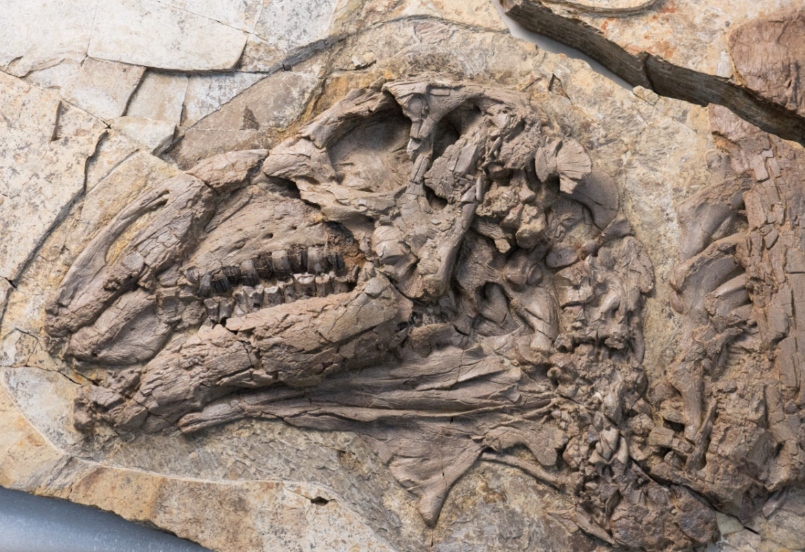 Remarkable “Spiny Dragon” Reveals Hidden Secrets of Dinosaur Skin