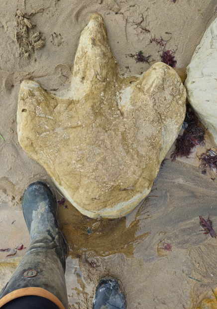 An example of Isle of Wight dinosaur footprints.