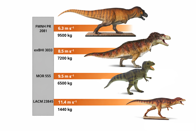 Tyrannosaurus Rex Foot Function Examined In New Study Tyrannosaurus Rex Foot Function Examined In New Study