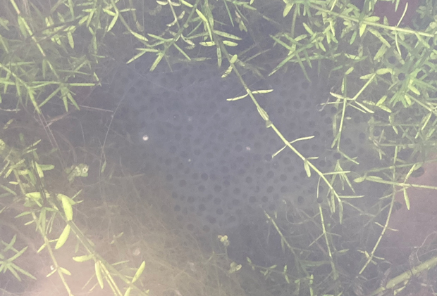 The first frogspawn spotted in the office pond (2026).