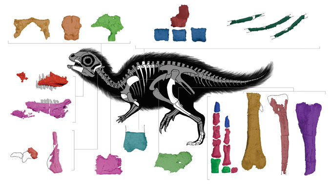 The skeletal anatomy of a juvenile Doolysaurus huhmini.