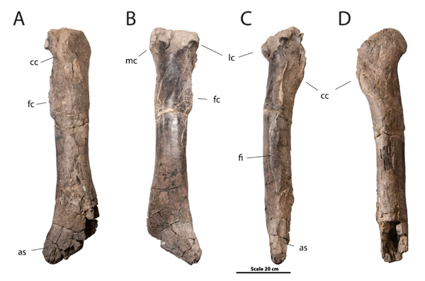 Giant fossil tyrannosaur tibia.