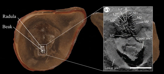 A radula and other mouth parts found in the fossil.