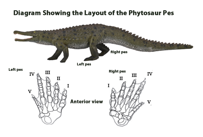 The phytosaur pes.