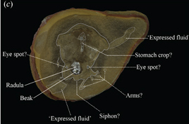 The oldest octopus fossil debunked.