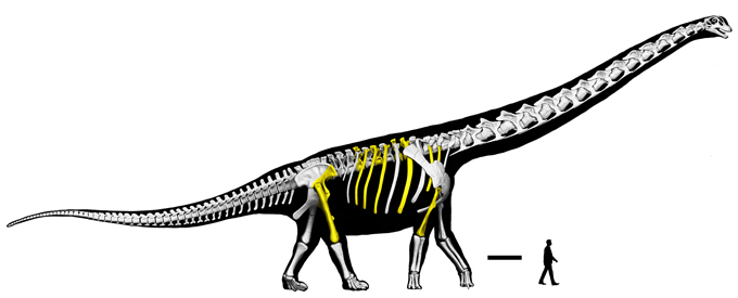 Skeletal reconstruction of Nagatitan chaiyaphumensis.