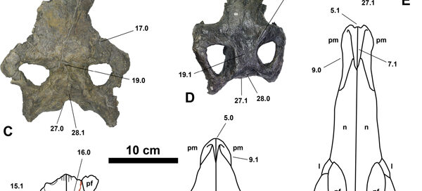 Skulls of ornithischian dinosaurs.