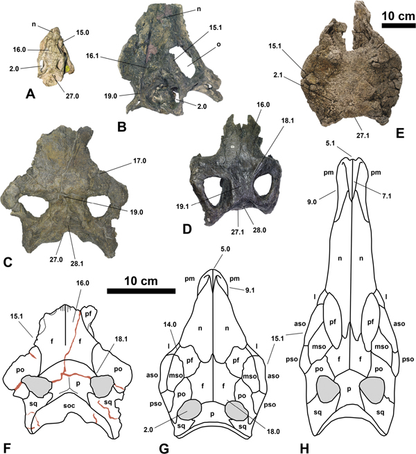 Newly Described Dacentrurus Skull Fossil Provides a Head’s Up for Stegosaur Evolution
