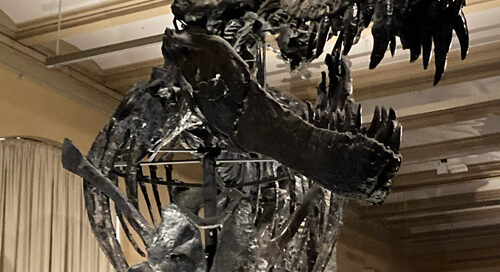 Why did T. rex have tiny arms?