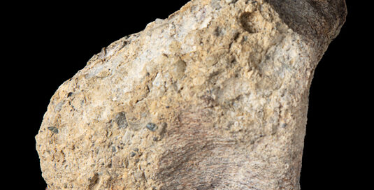 The first dinosaur fossil discovered in Antarctica (single tail bone from a titanosaur).