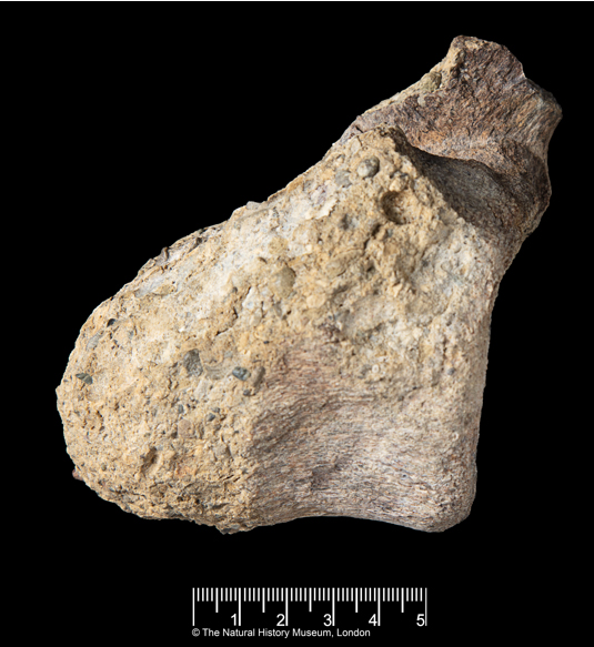 Scientists Formally Describe the First Dinosaur Fossil Found in Antarctica