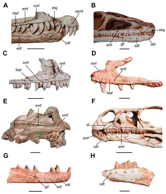 Foramina in selected Triassic saurischians provides further evidence for lips in dinosaurs.