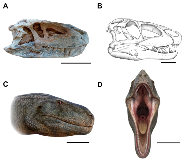 Lips in the giant pseudosuchian Prestosuchus. The research team proposes that Prestosuchus had extraoral tissue.
