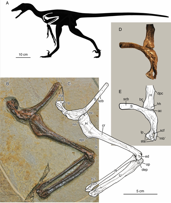 Jian changmaensis holotype material.