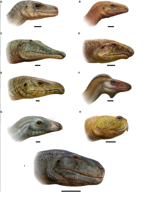 Illustration of Triassic archosauromorphs shown with an oral seal.