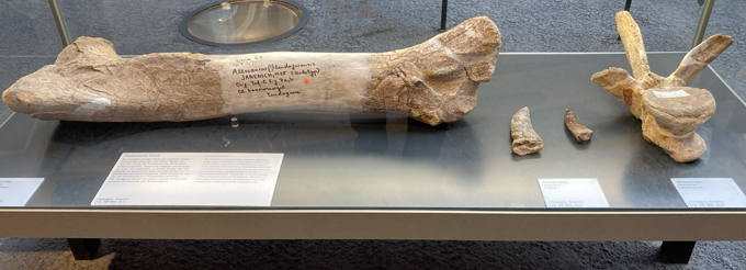 Allosaurus tendagurensis fossils (as originally labelled).