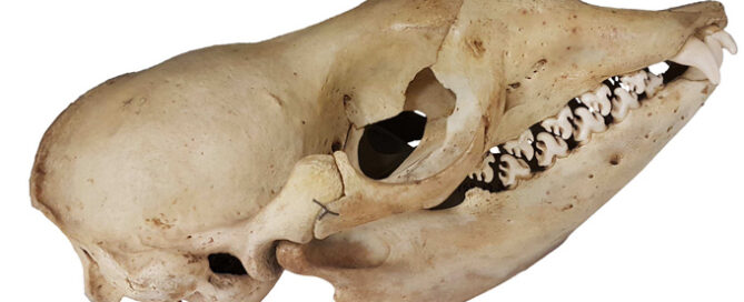 Crabeater seal skull from the London Natural History Museum collection. Picture credit: James Rule.