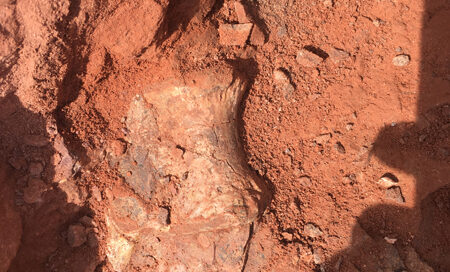 Musango vertebrae in situ.