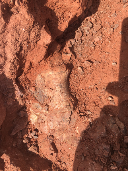Newly Described Sauropodomorph from the Late Triassic of Zimbabwe