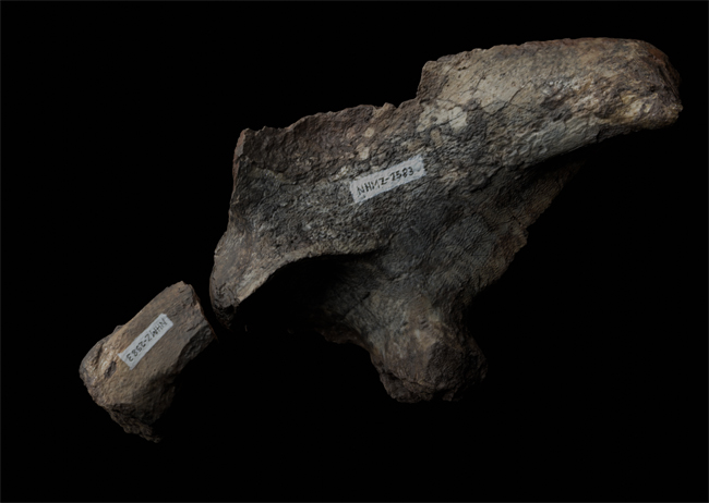 Musango ilium.