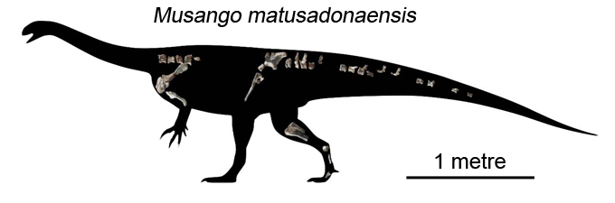 Musango matusadonaensis silhouette showing known fossil material.