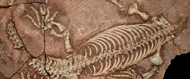 Fossil specimen of the caseid synapsid Martensius bromackerensis (MNG 14230) shown in dorsal view.