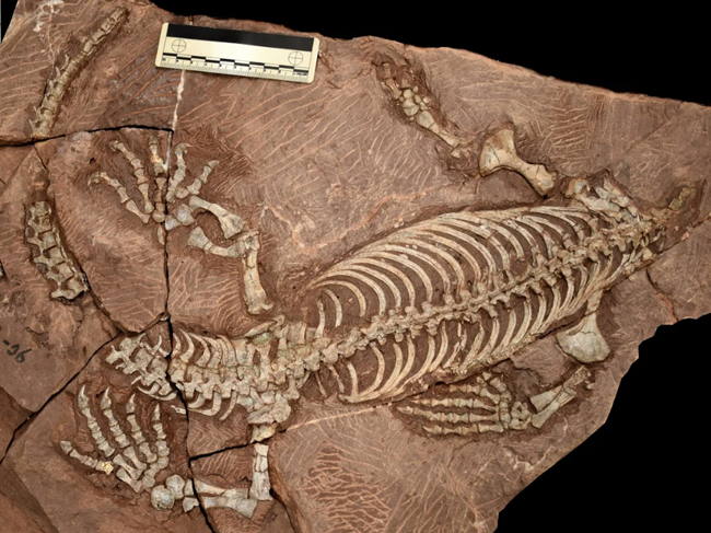 Earliest Synapsid Cloaca Revealed by 294-Million-Year-Old Fossil
