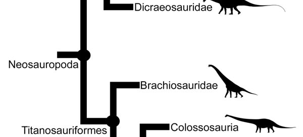 The phylogenetic relationship of the genera examined in the sauropod rearing study.