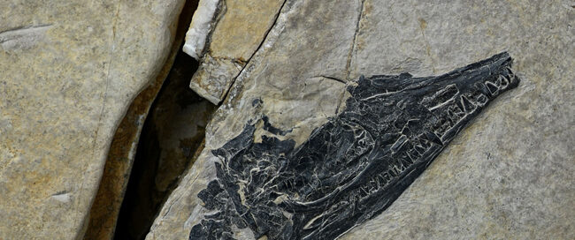 A close view of the skull of the Middle Triassic marine reptile A. minuta.
