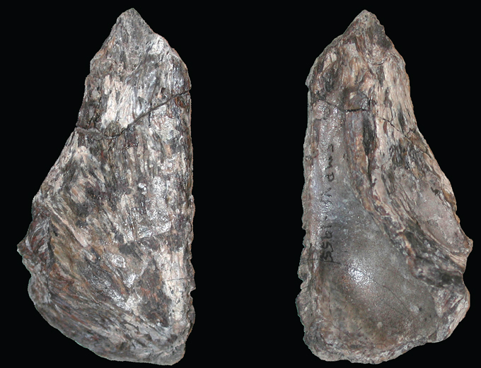 Left frontal of Dinevenator robustus shown in dorsal (left) and ventral view (right).