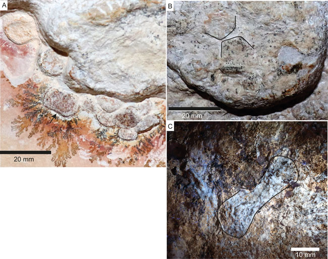 Jabalisaurus tethyensis fossils.