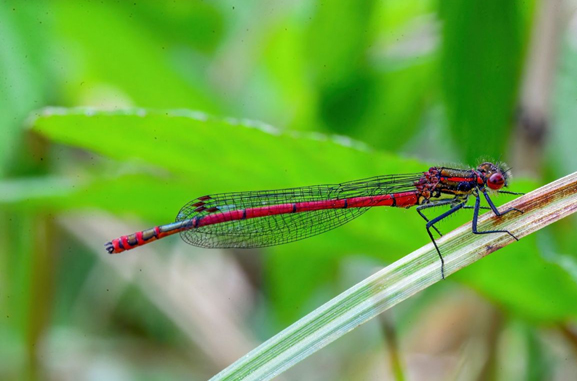 New study highlights Berlin's declining damselfly and dragonfly population.
