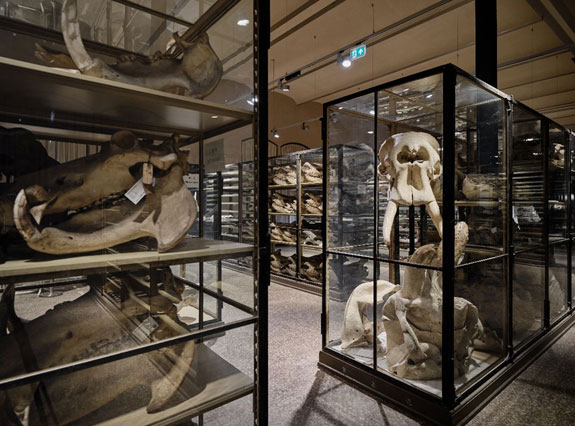 Important new guidelines published for colonial natural history collections.