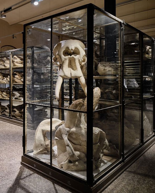 Elephant skulls on display in the new "Mammal Skulls" gallery.