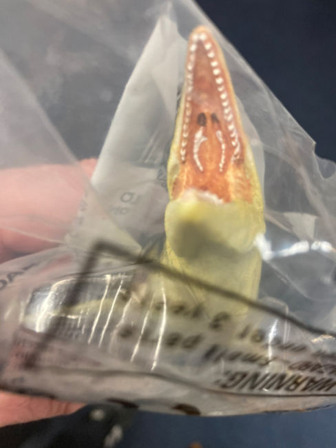 Mosasaurus pterygoid teeth.