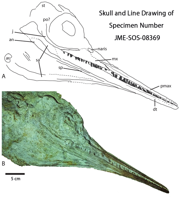 Fossil material formerly assigned to Aegirosaurus leptospondylus is now assigned to Jabalisaurus tethyensis.