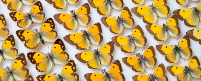 Museum specimen genome sequencing could revolutionise science.