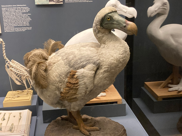Dodo life reconstruction on display.