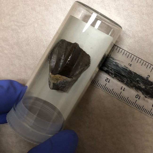 Tenontosaurus tilletti tooth associated with the dinosaurs ate seaweed study.