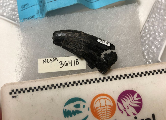 Theropod tooth from the Mussentuchit Member.