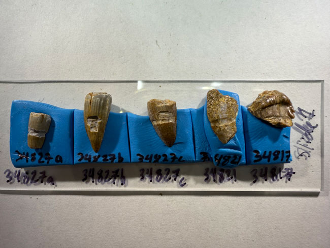 Teeth associated with the dinosaurs ate seaweed research.