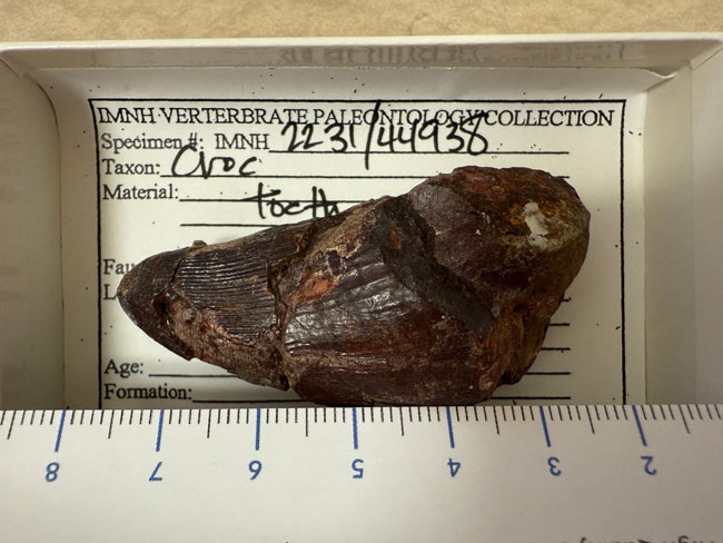 Large crocodilian tooth from the Wayan Formation associated with the dinosaurs ate seaweed study.
