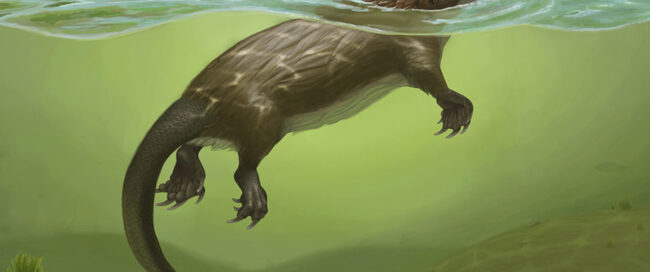 Megacauda sungei life reconstruction.
