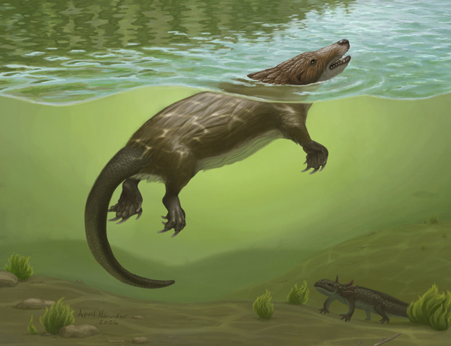 Beautiful Jurassic Mammaliaform Fossil Reveals Evolutionary Breakthrough