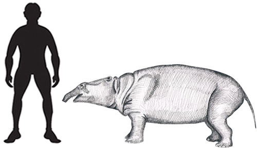 Moeritherium scale drawing.