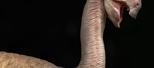 The beautiful head and neck of the Gigantoraptor figure.