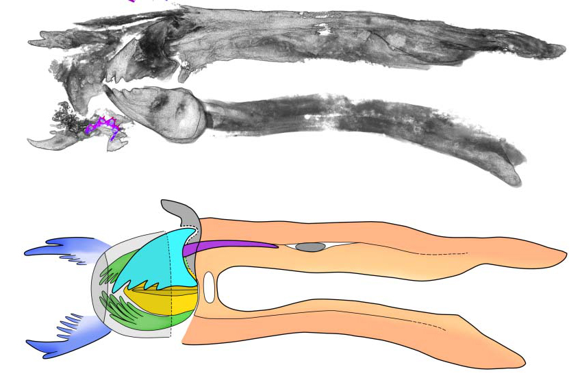 Stunning Rhynie Chert Fossil Rewrites the Evolution of Flying Insects