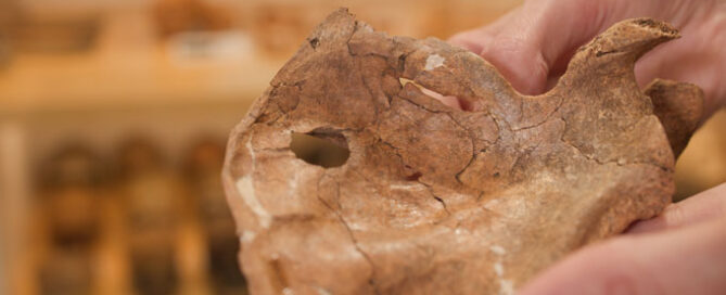Scapula#4 - The left scapula of Shanidar A, photographed in the University of Cambridge’s Leverhulme Centre for Human Evolutionary Studies.