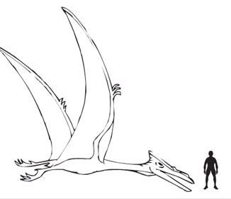 Unique Bone Structure Helped Long-Necked Pterosaurs Fly